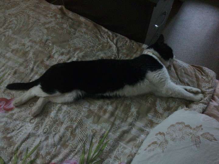 Кот.