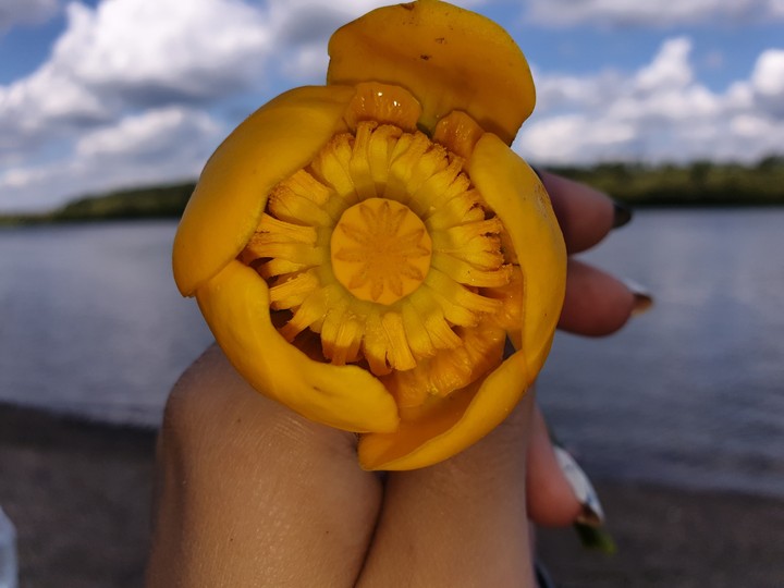 flower