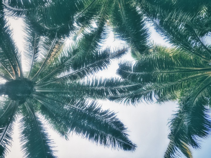 coconut groves