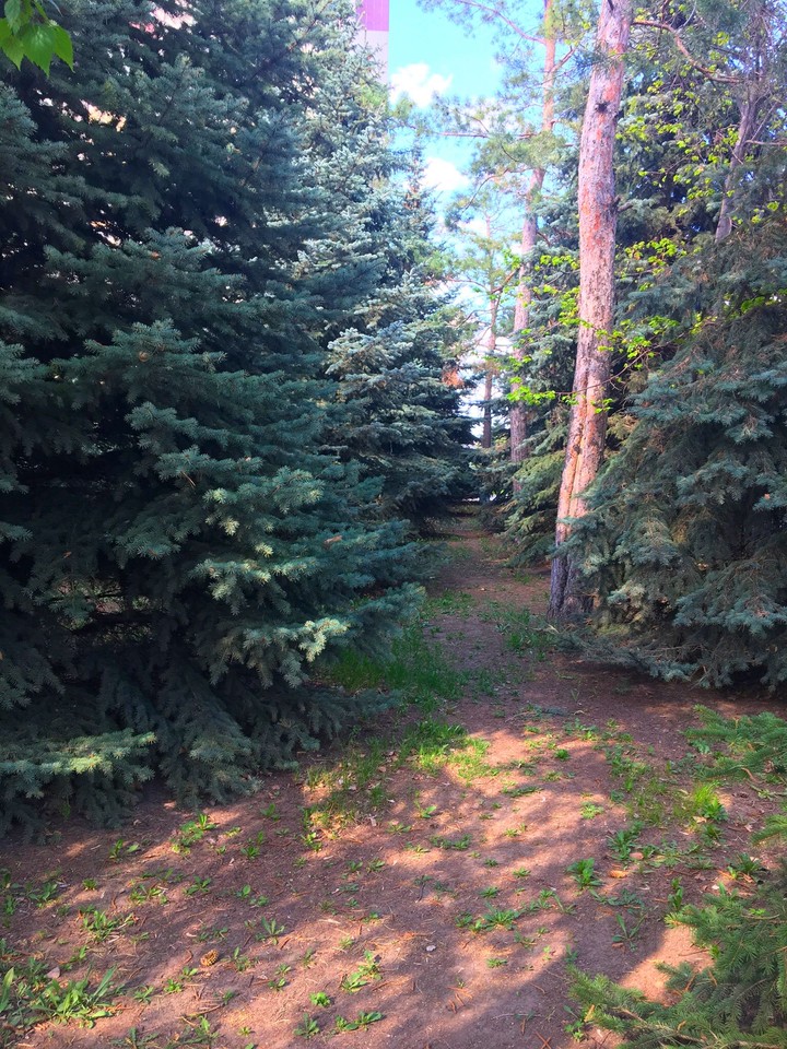 Forest