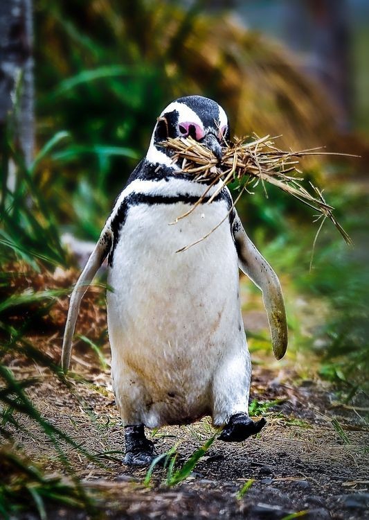 Penguin