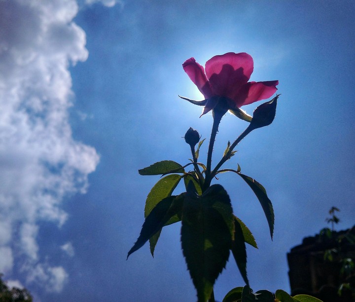 rose