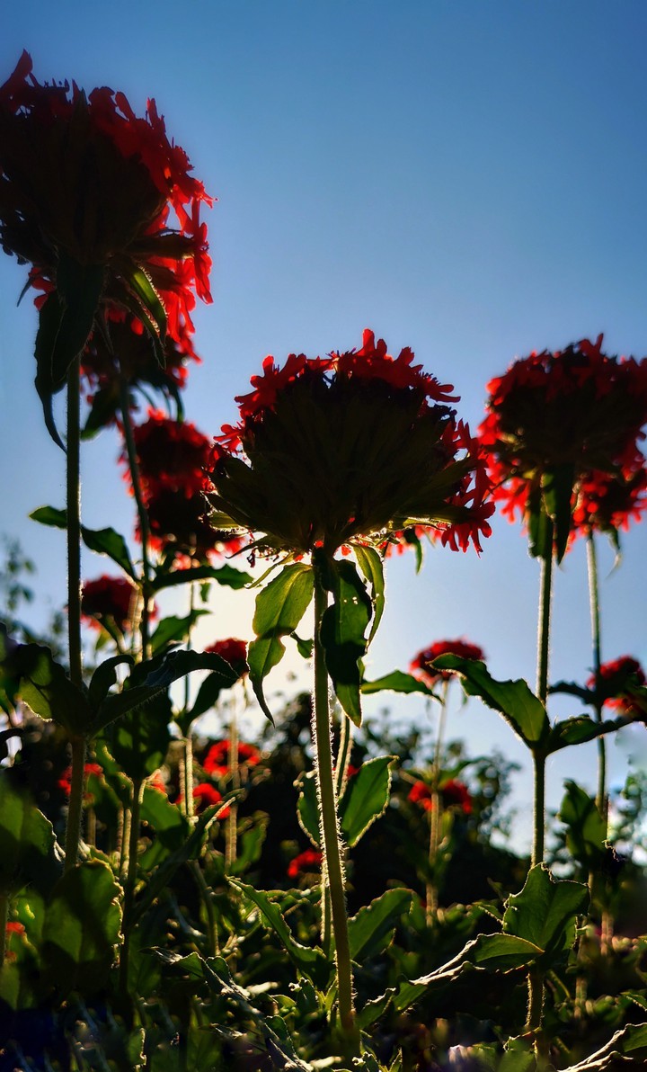 sunny red