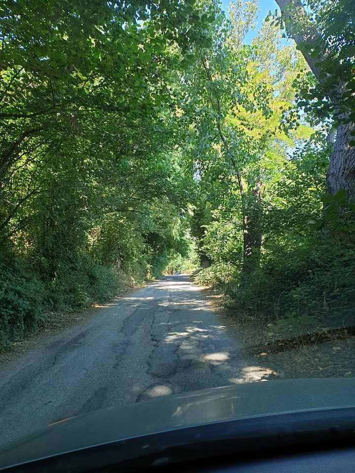 sotto alberi