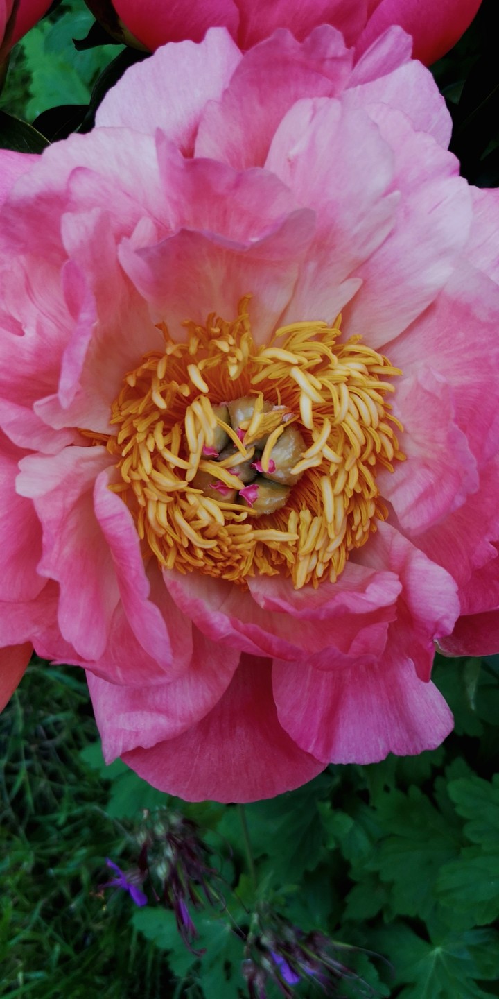 Beauty in Pink Pfingstrose