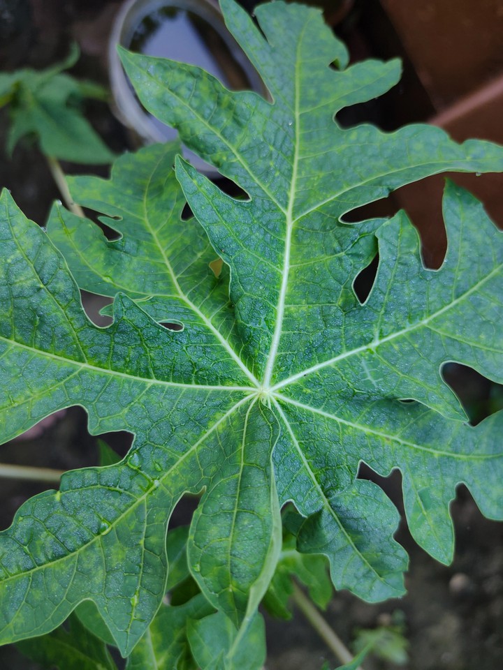 papaya leaf
