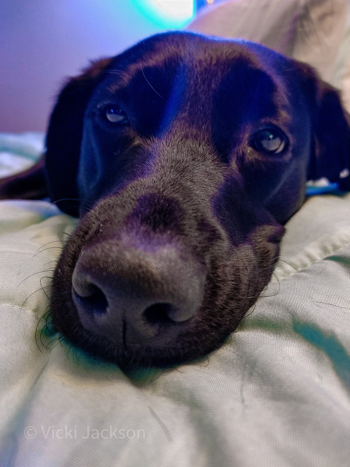 Puppy