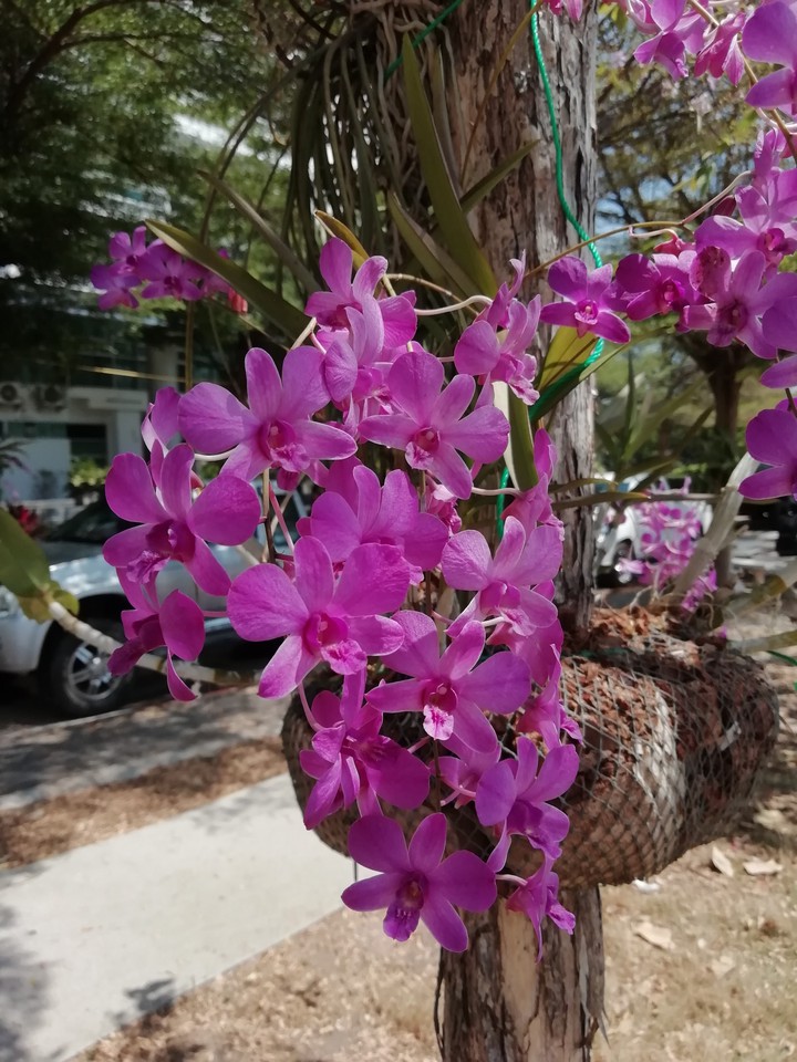 flower ?️?️