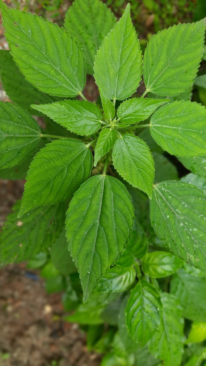 green