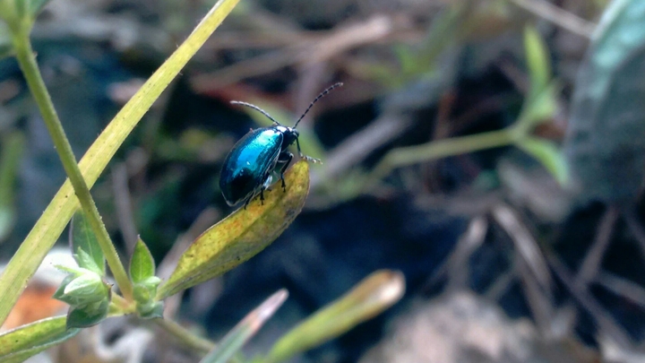 The Bluish Bug...
