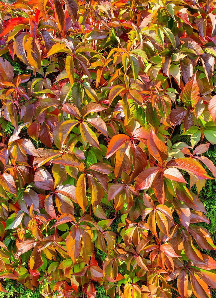 Herbst