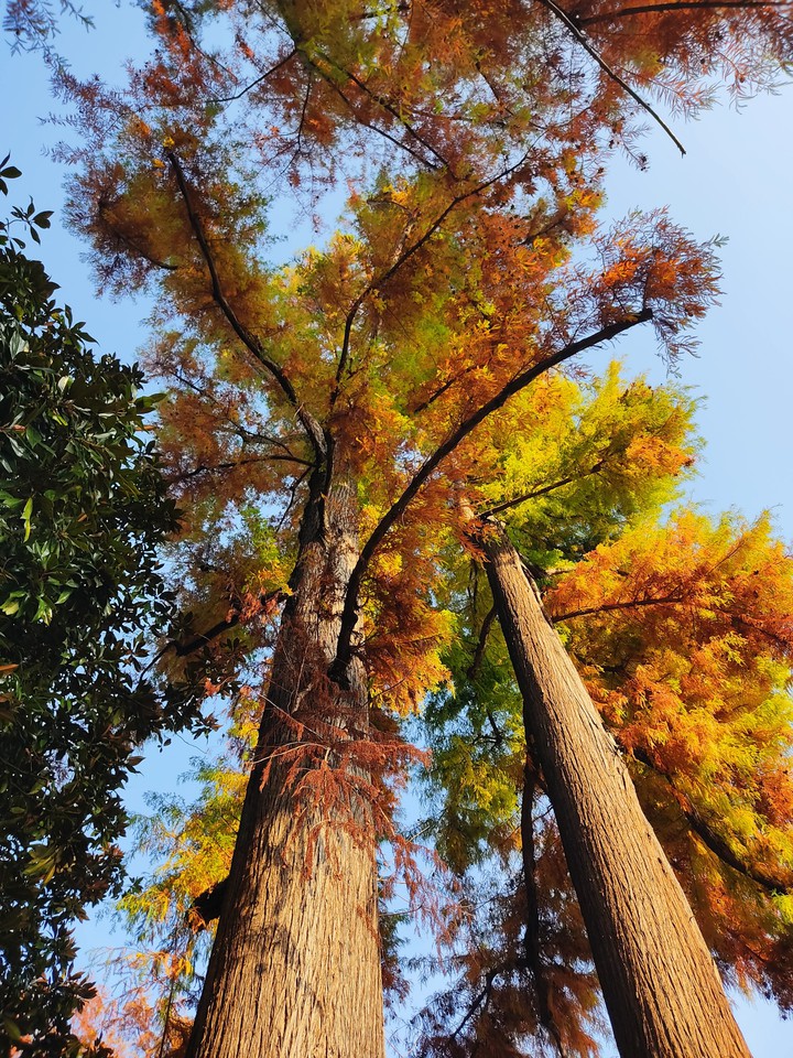 Autumn
