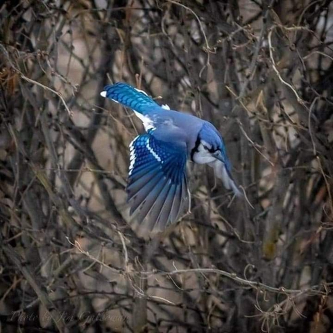Bird