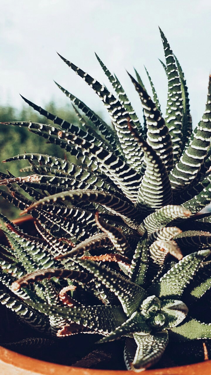 My plant