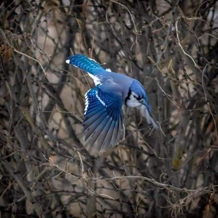 Bird