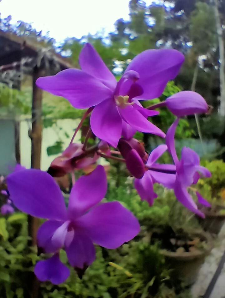 sanjit