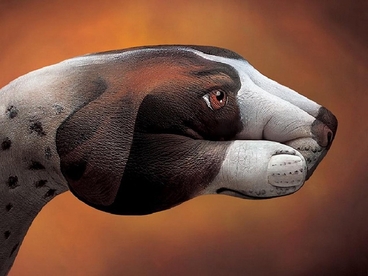 dog