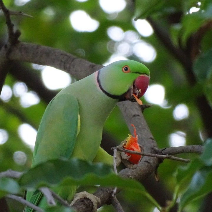 parrot