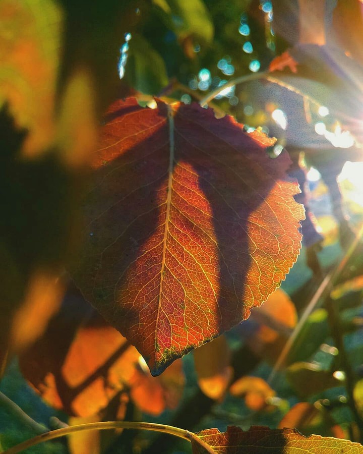 leaves