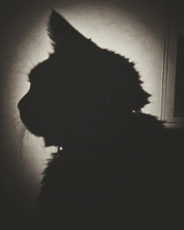 Alfred Hitchkitty