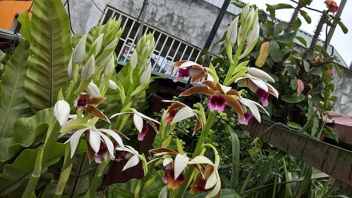 My flower