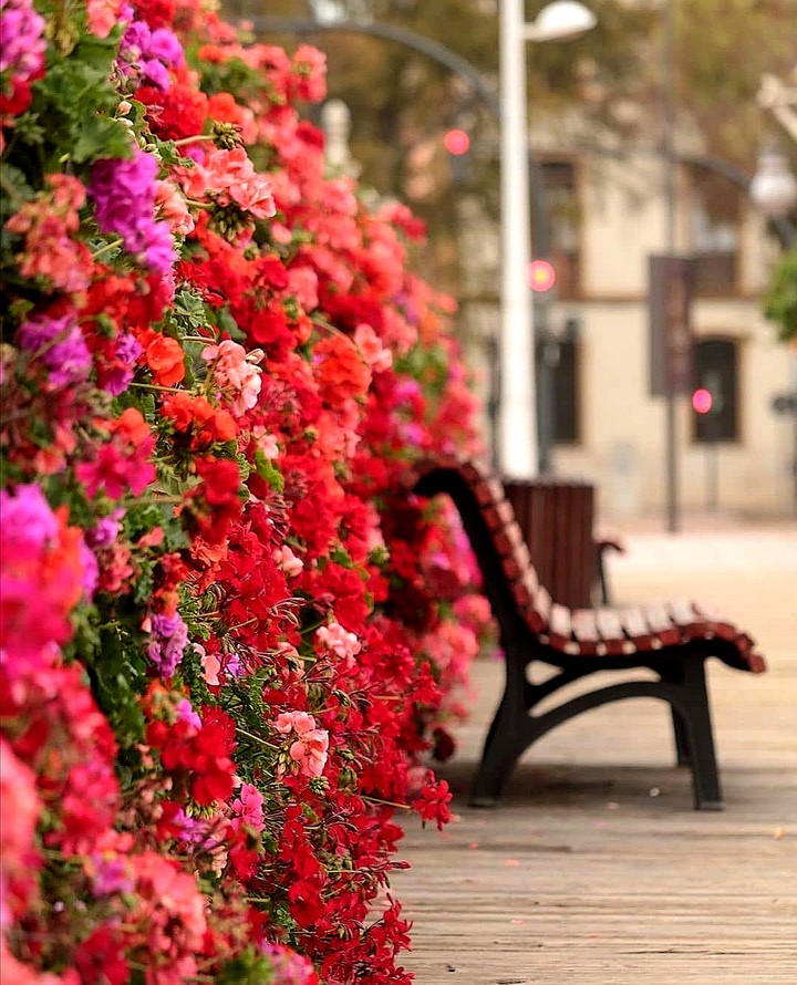 #geraniums