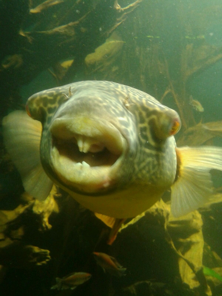 Fish