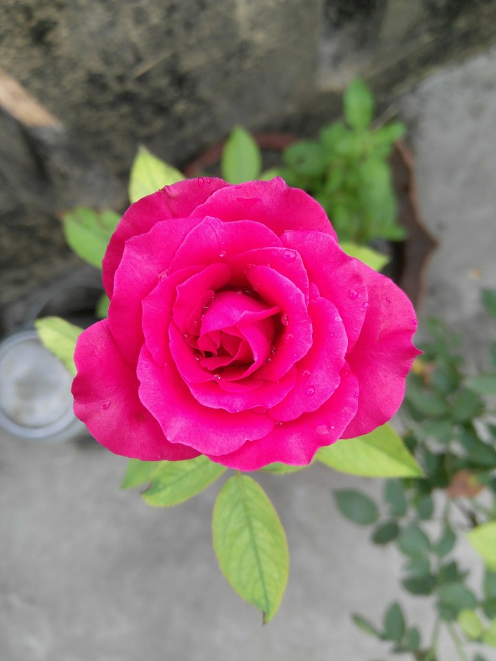 rose3