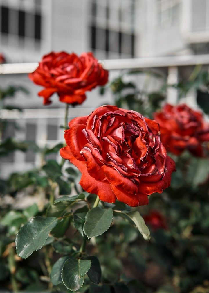 flowers