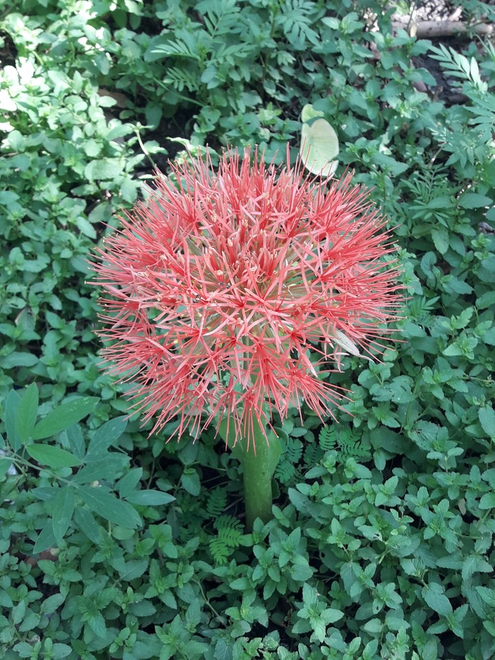 flower