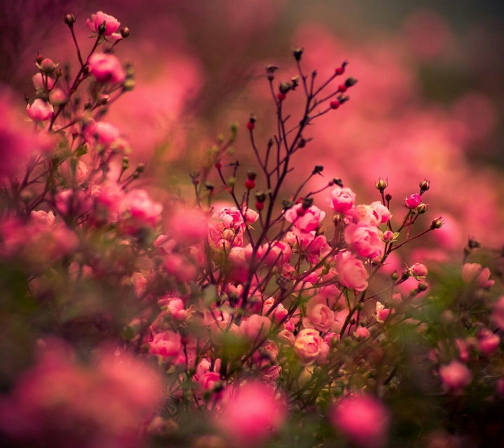 beautiful flowers
