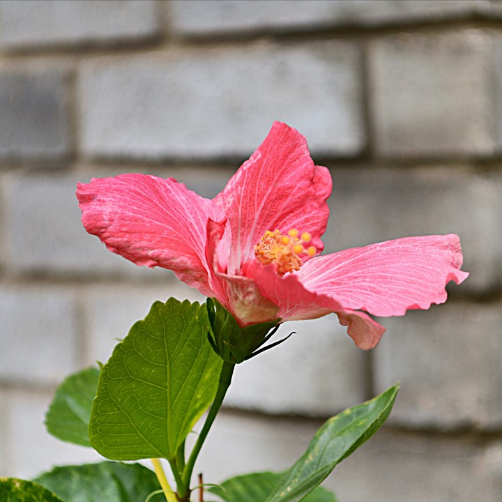 Hibiscus