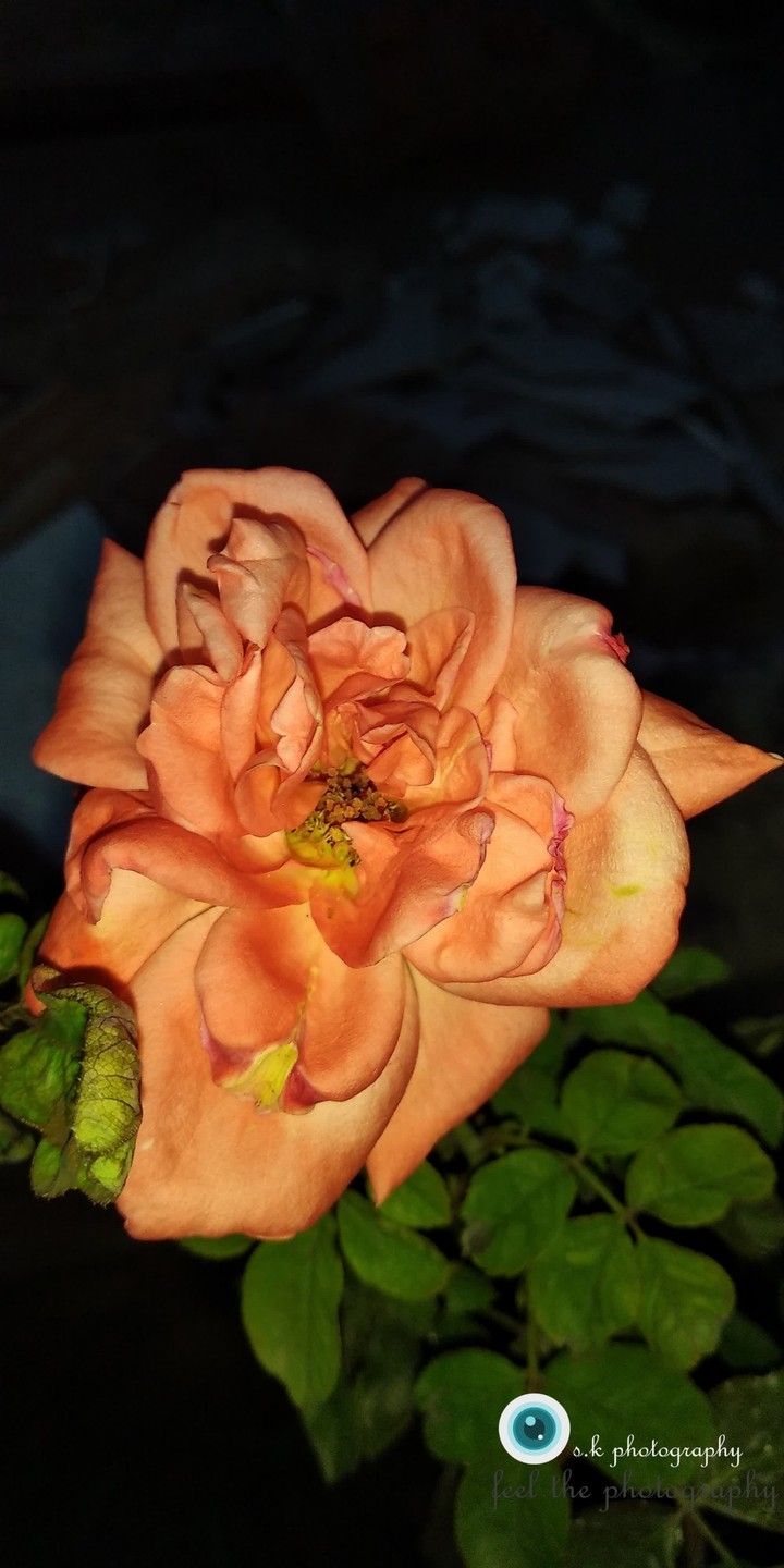 brightest rose