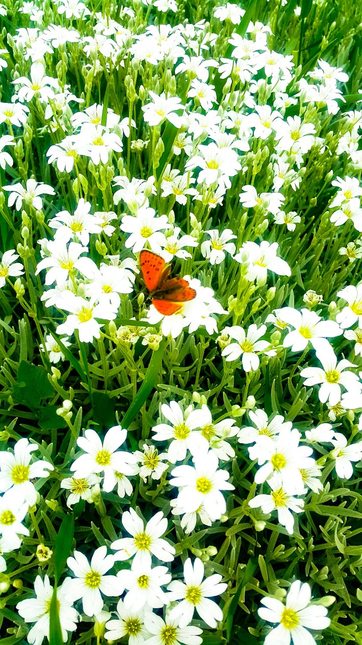 butterfly of summer