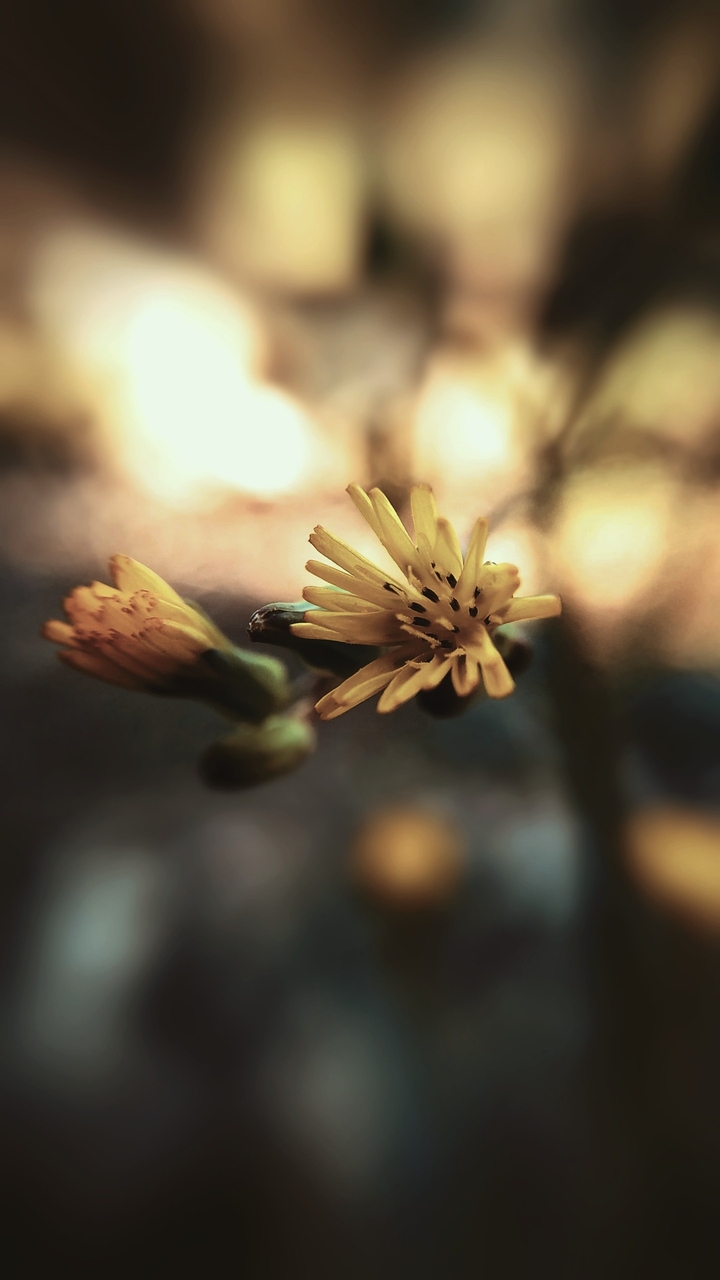 yellow flower