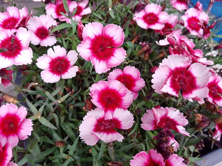 flowers
