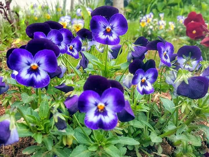 violet