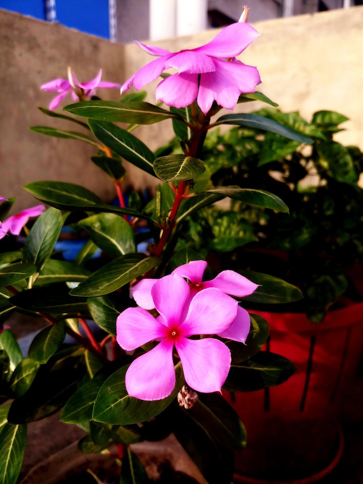 নয়নতারা