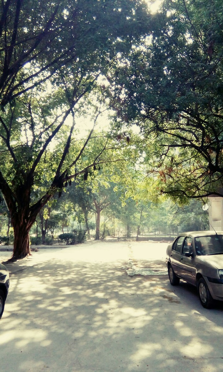 sunlight through the trees