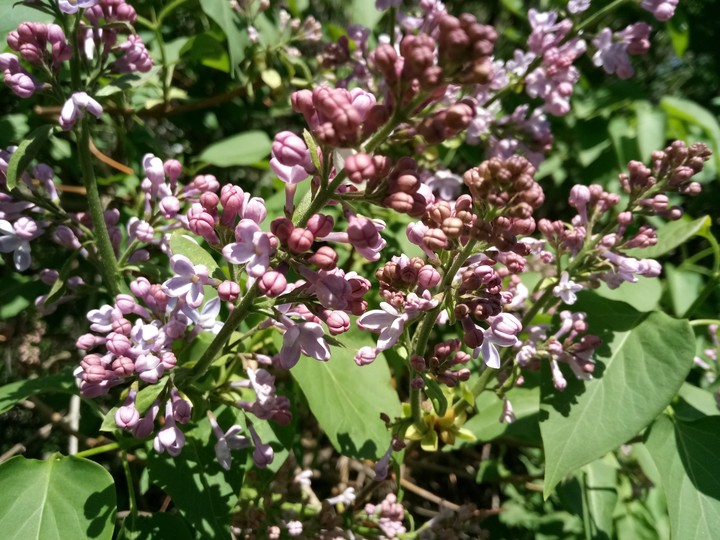 lilac