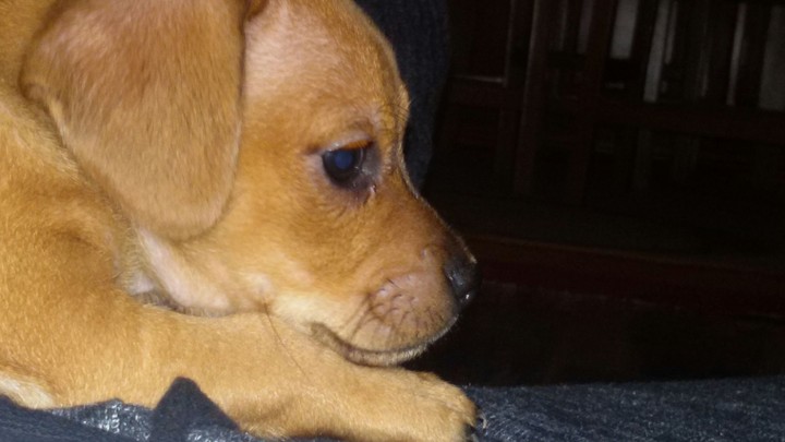 Cute Little Puppy