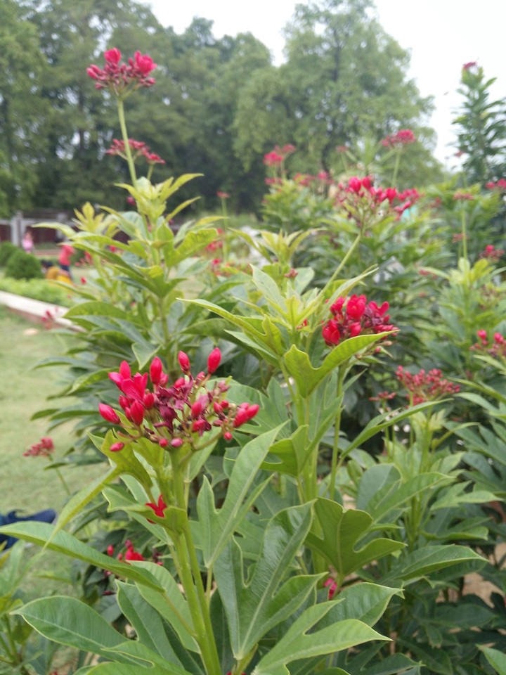 flora