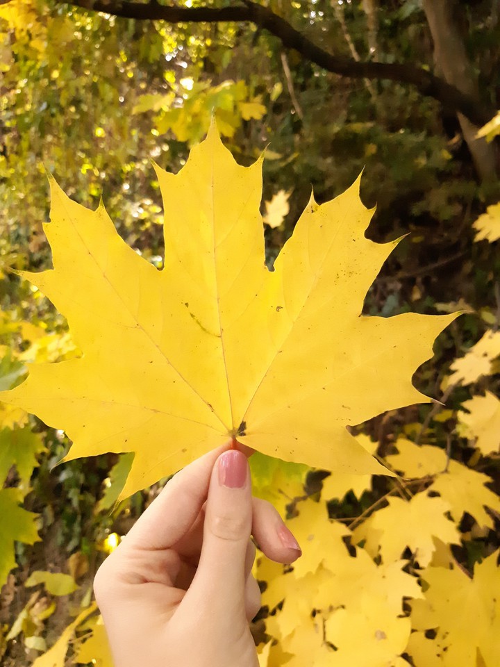 autumn