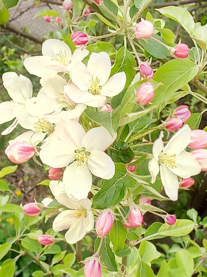 apple tree blossom