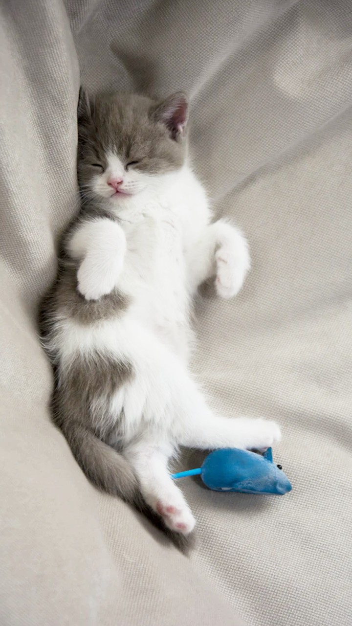 Cat miya-Ong