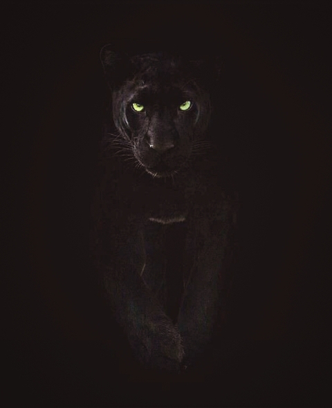 Black Panther