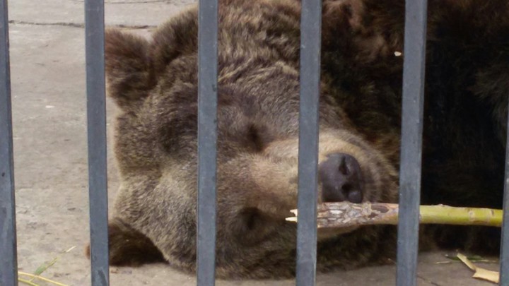 zoo