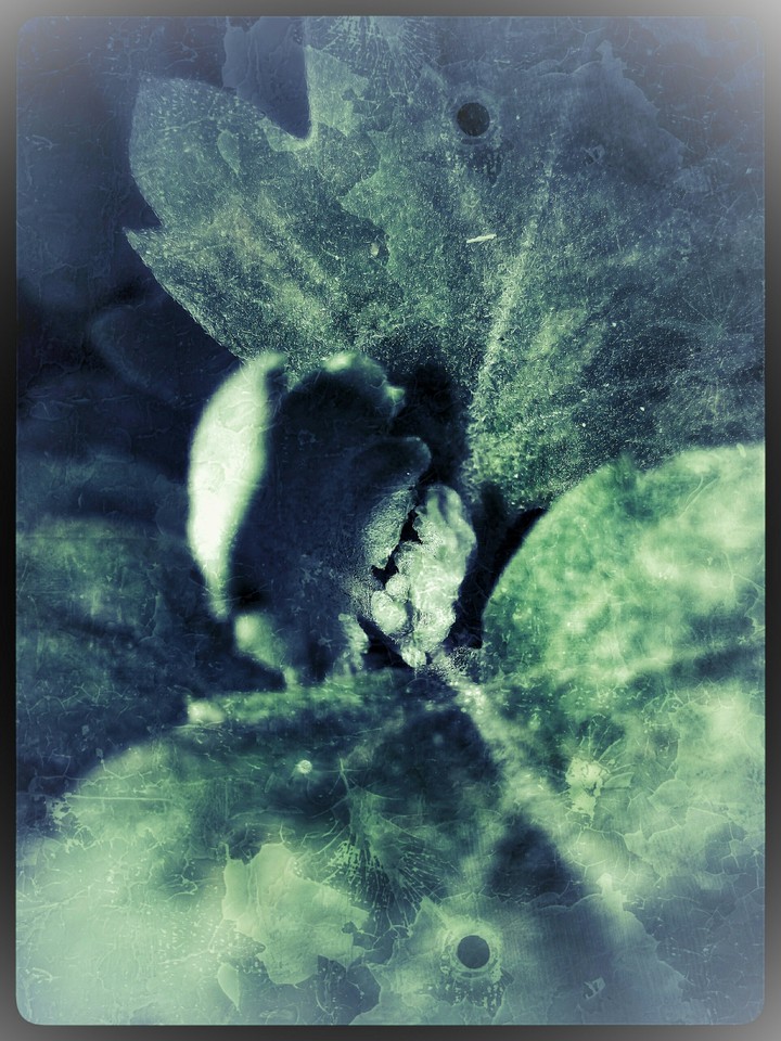 leaf