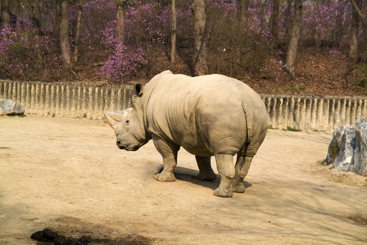 Animal