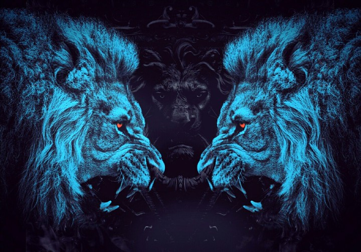 Brutal war between 2 lions for their pride & territory.